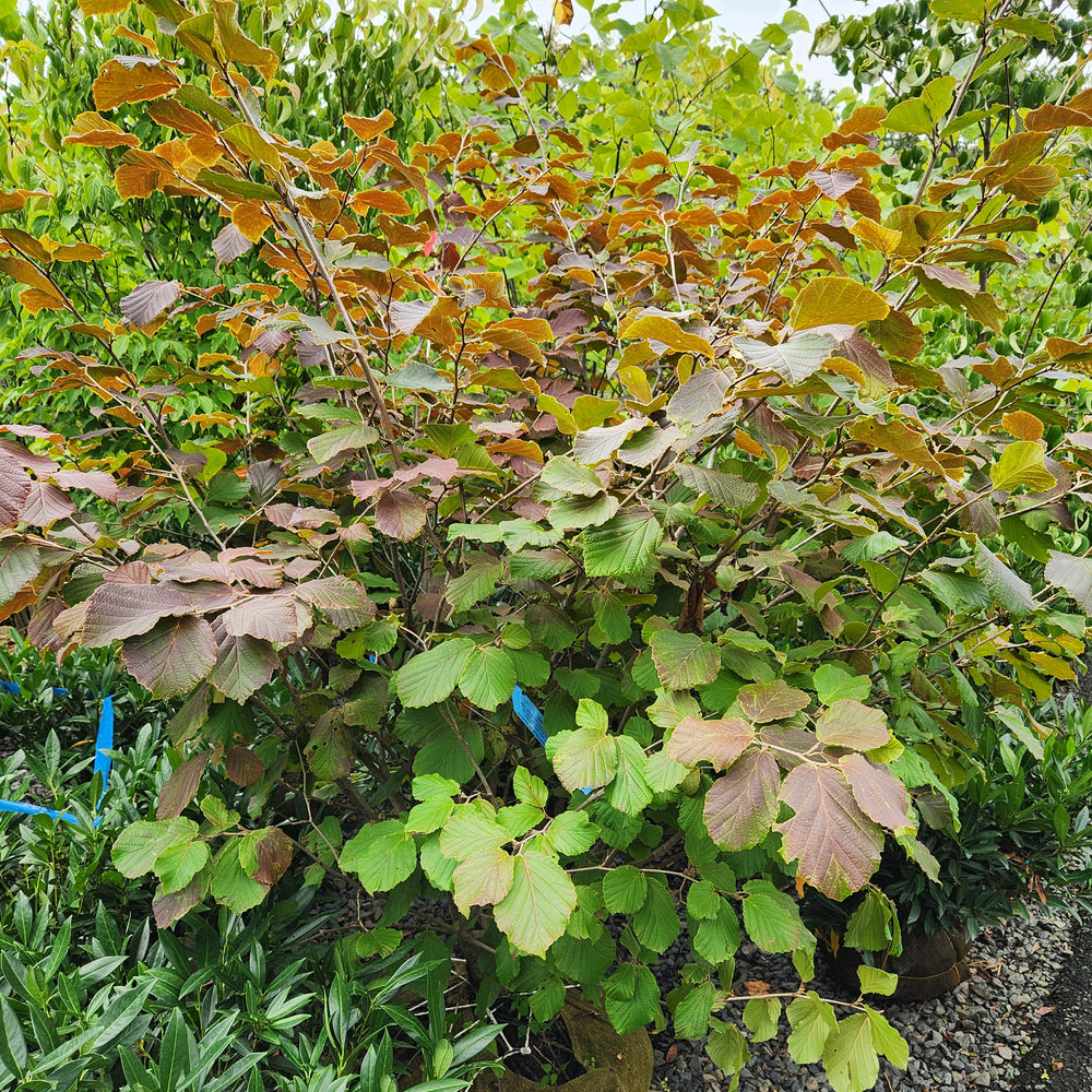 Diane Witch Hazel