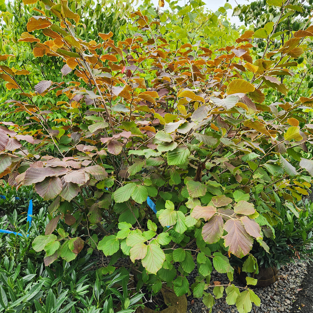 Diane Witch Hazel