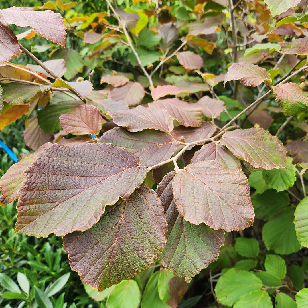 Diane Witch Hazel