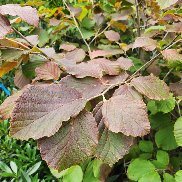 Diane Witch Hazel