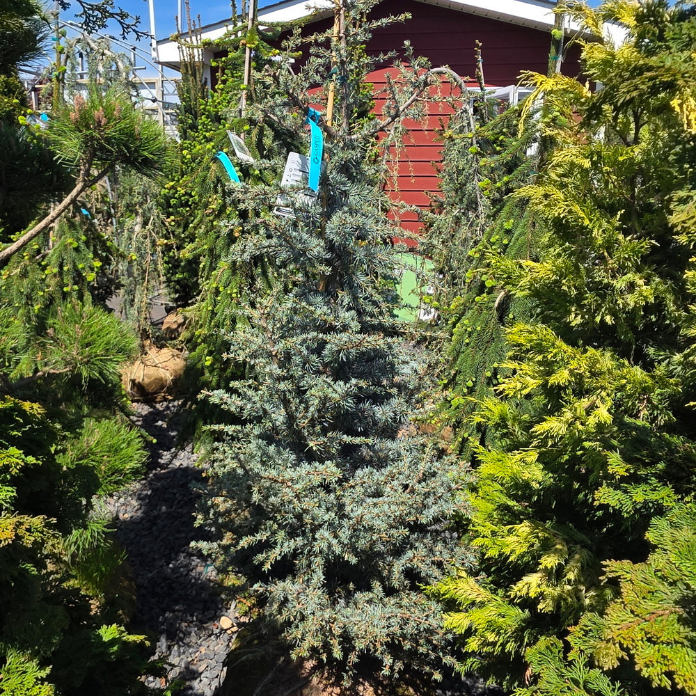 Horstmann Blue Atlas Cedar