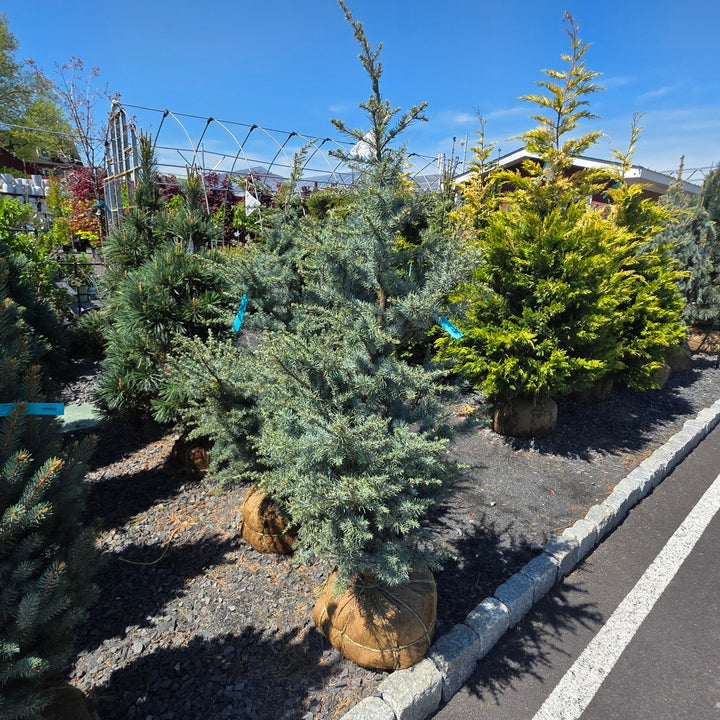 Horstmann Blue Atlas Cedar