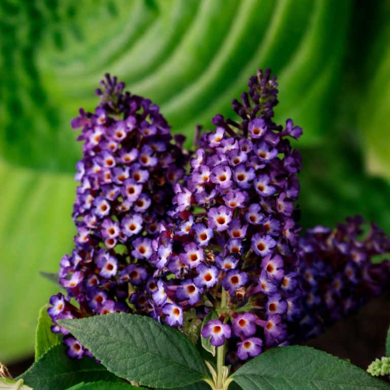 Blueberry Pie™ Butterfly Bush
