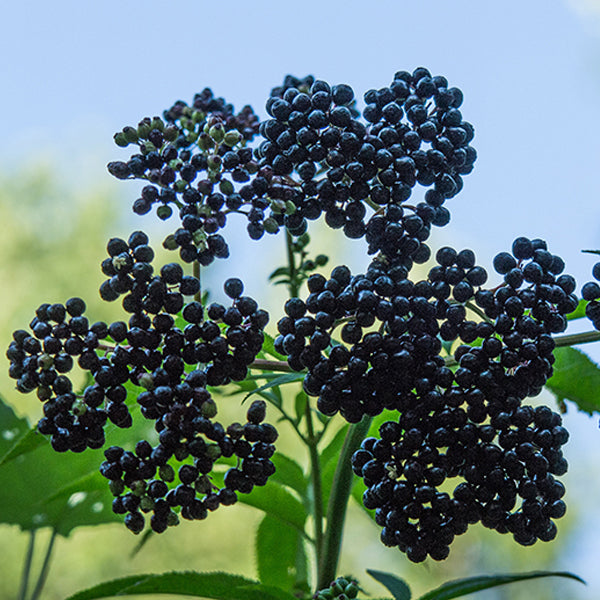 American Elderberry