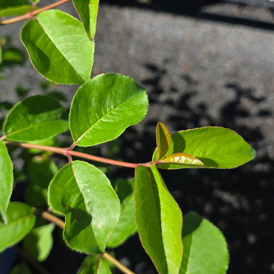 Blackhaw Viburnum