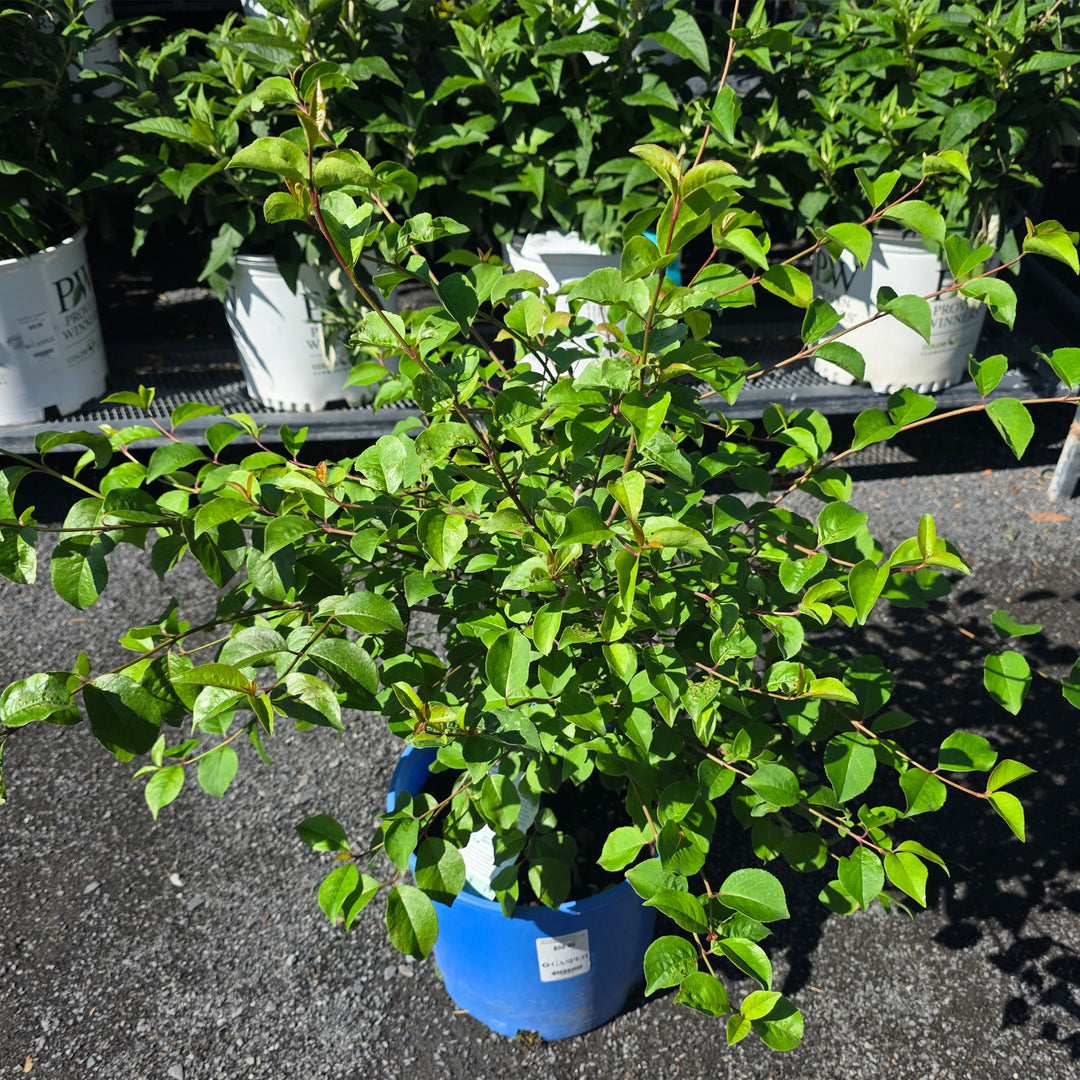 Blackhaw Viburnum