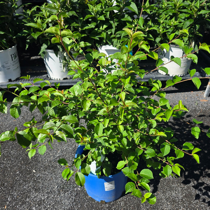 Blackhaw Viburnum