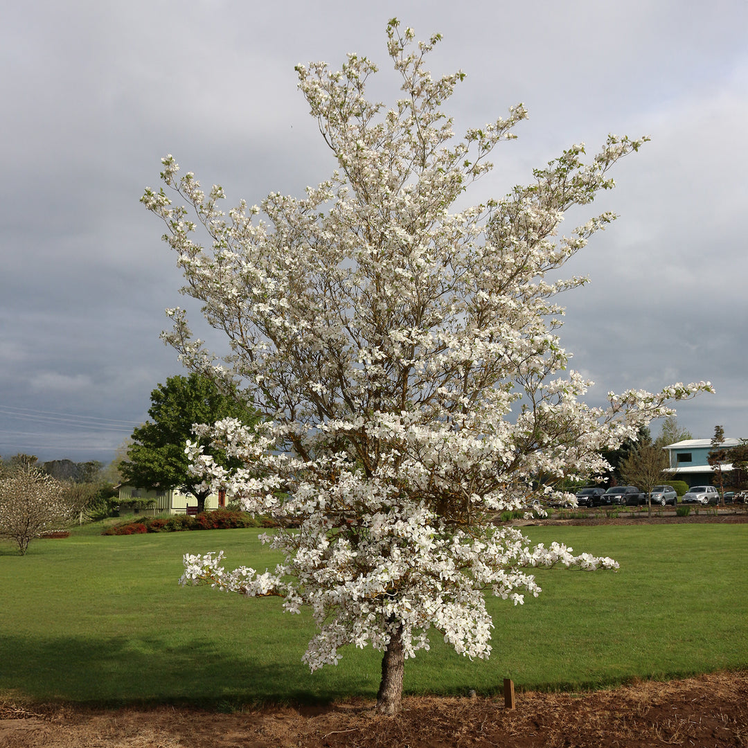 Cherokee Princess Flowering Dogwood