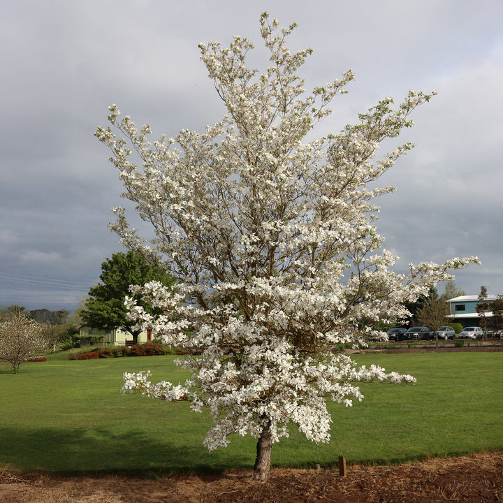 Cherokee Princess Flowering Dogwood