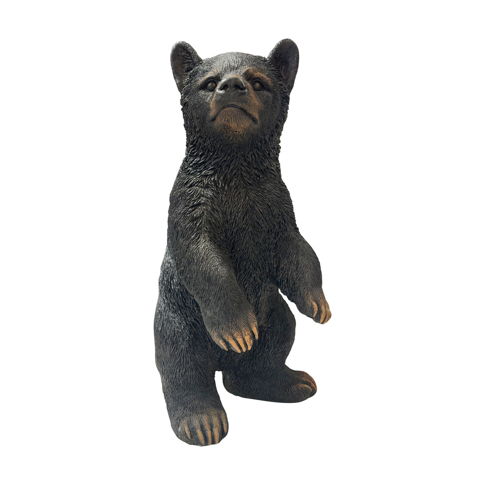 Bear Cub Standing