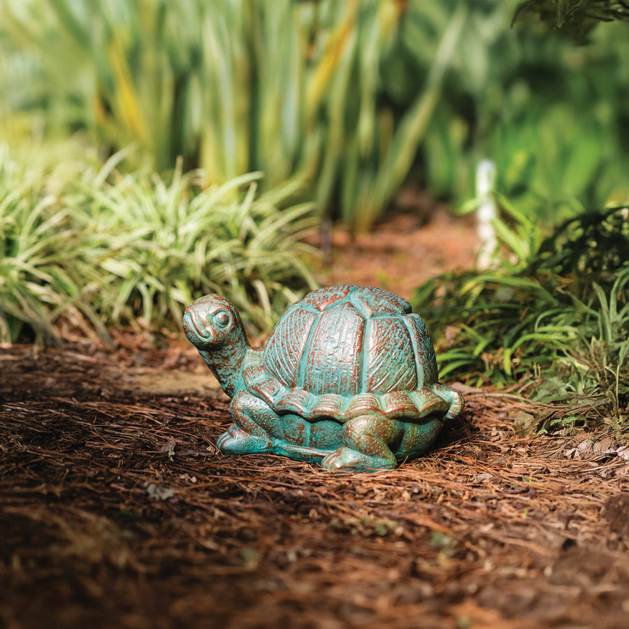 Turtle Looking Up