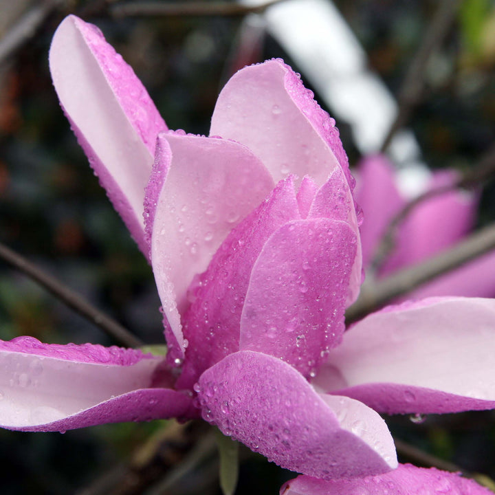 Jane Magnolia