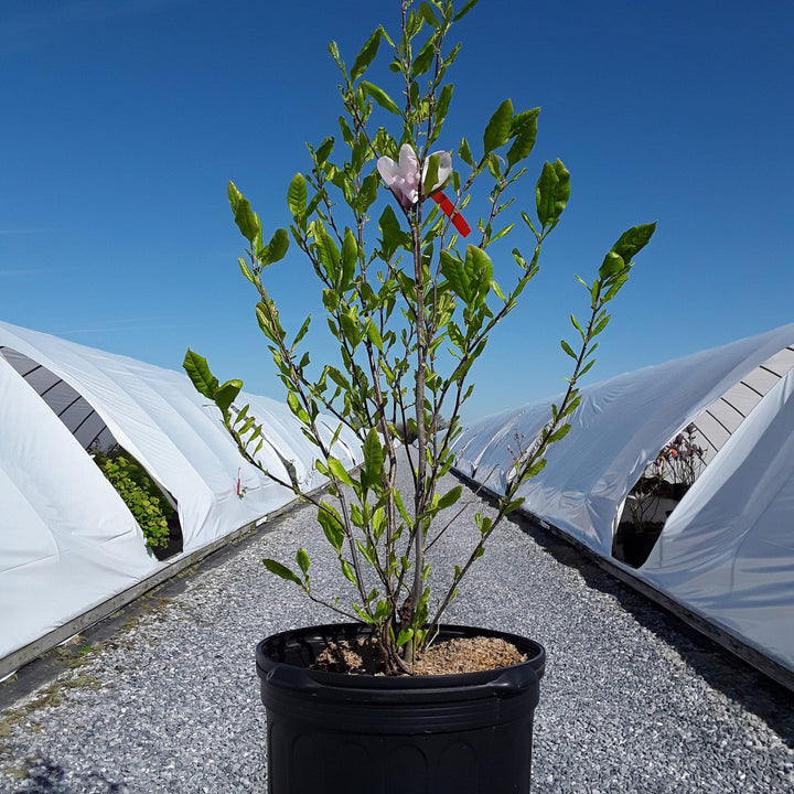 Jane Magnolia
