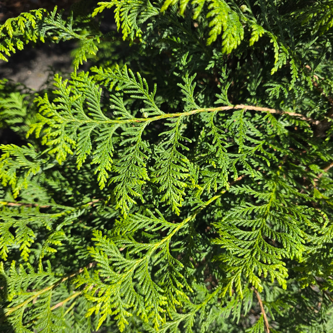 Soft Serve® Gold False Cypress