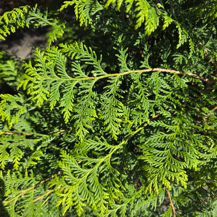 Soft Serve® Gold False Cypress