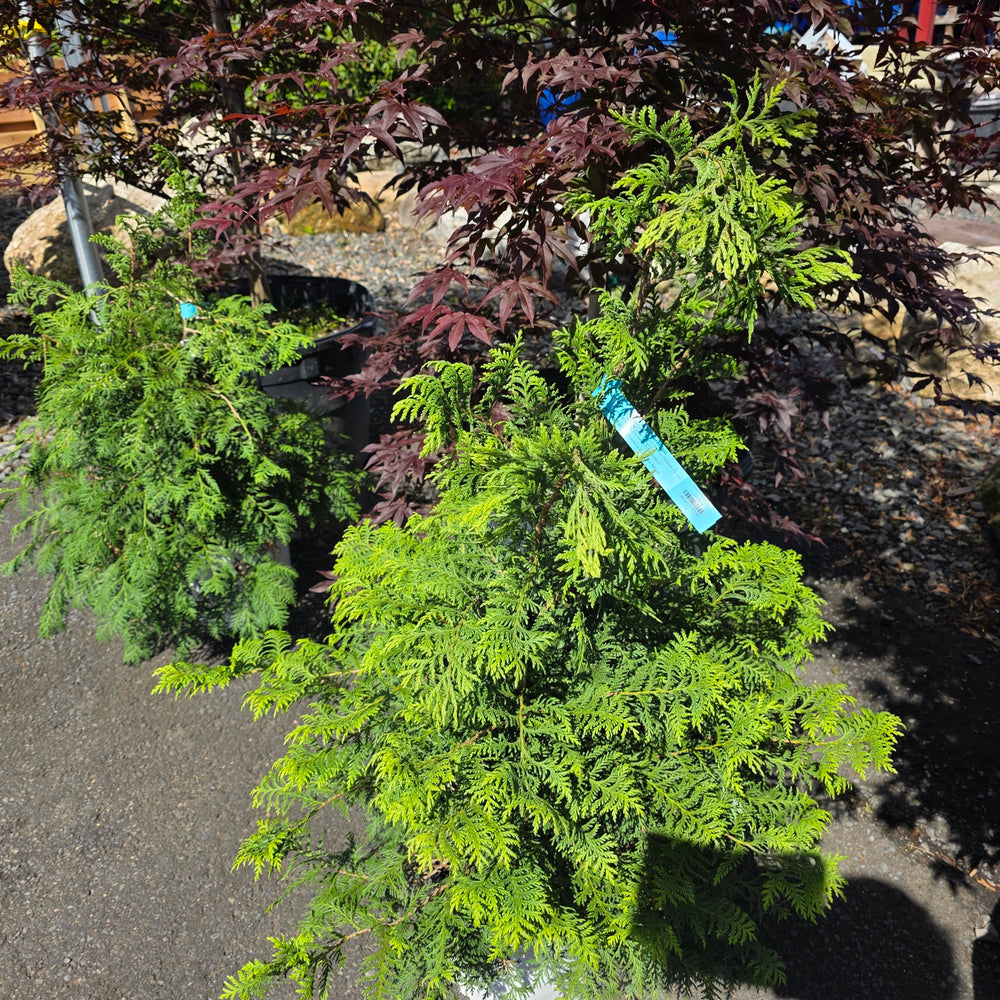 Soft Serve® Gold False Cypress