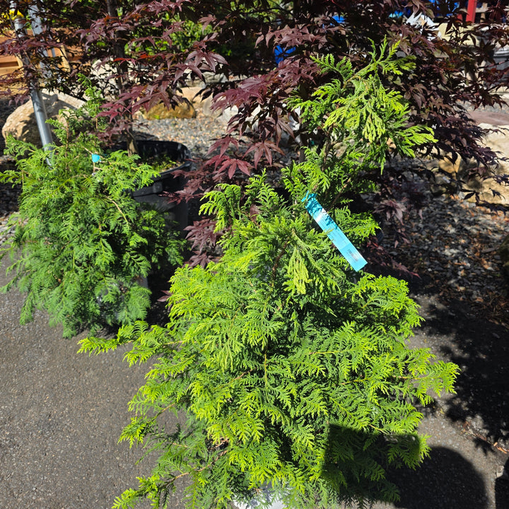 Soft Serve® Gold False Cypress