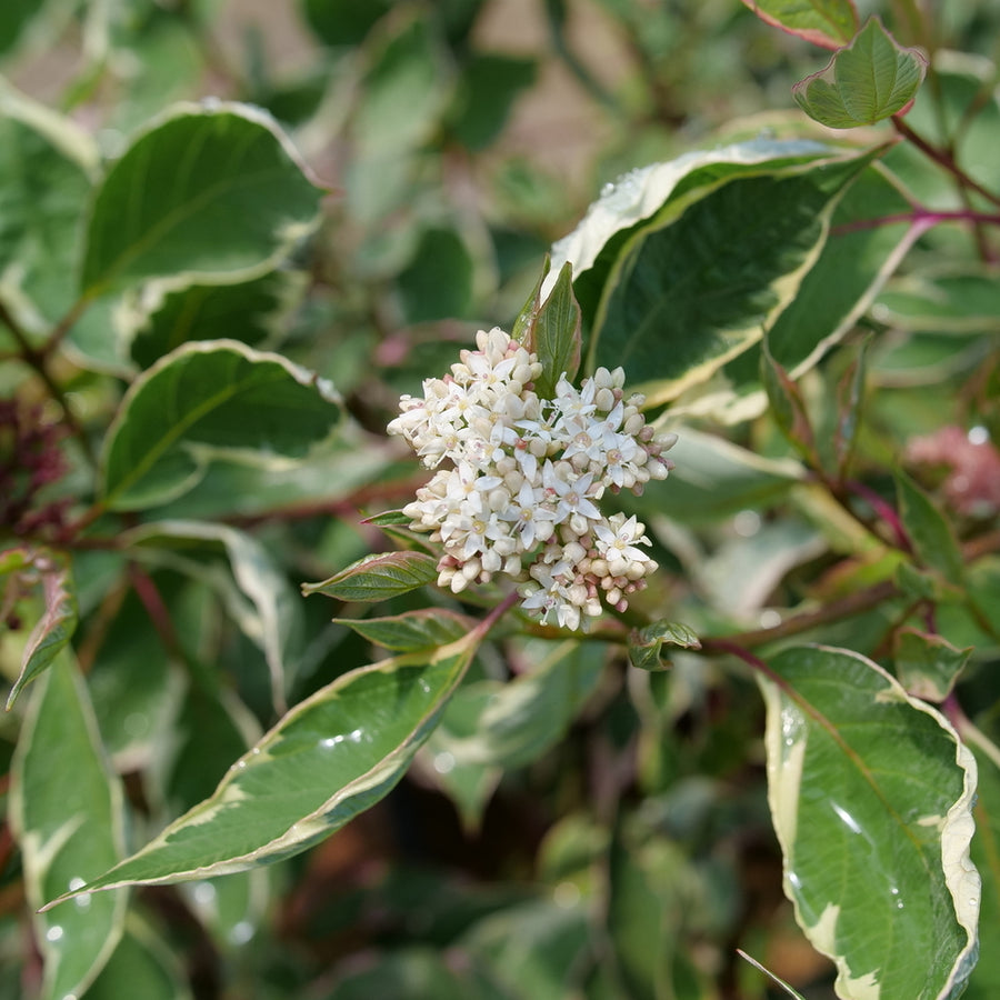 Sgt. Pepper™ Dogwood