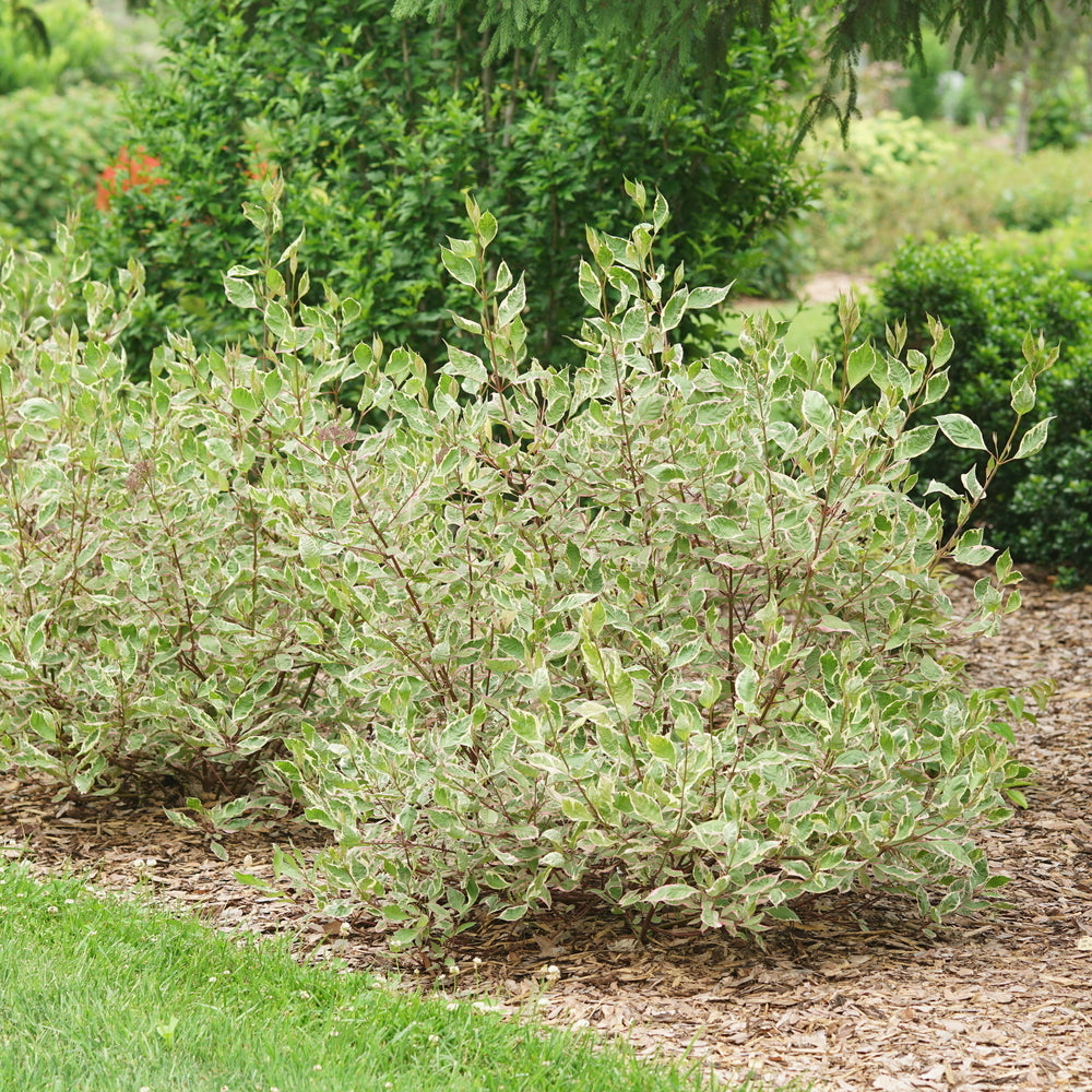 Sgt. Pepper™ Dogwood