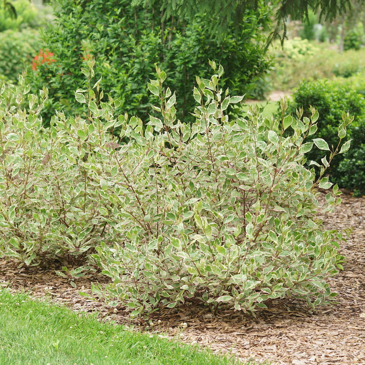 Sgt. Pepper™ Dogwood