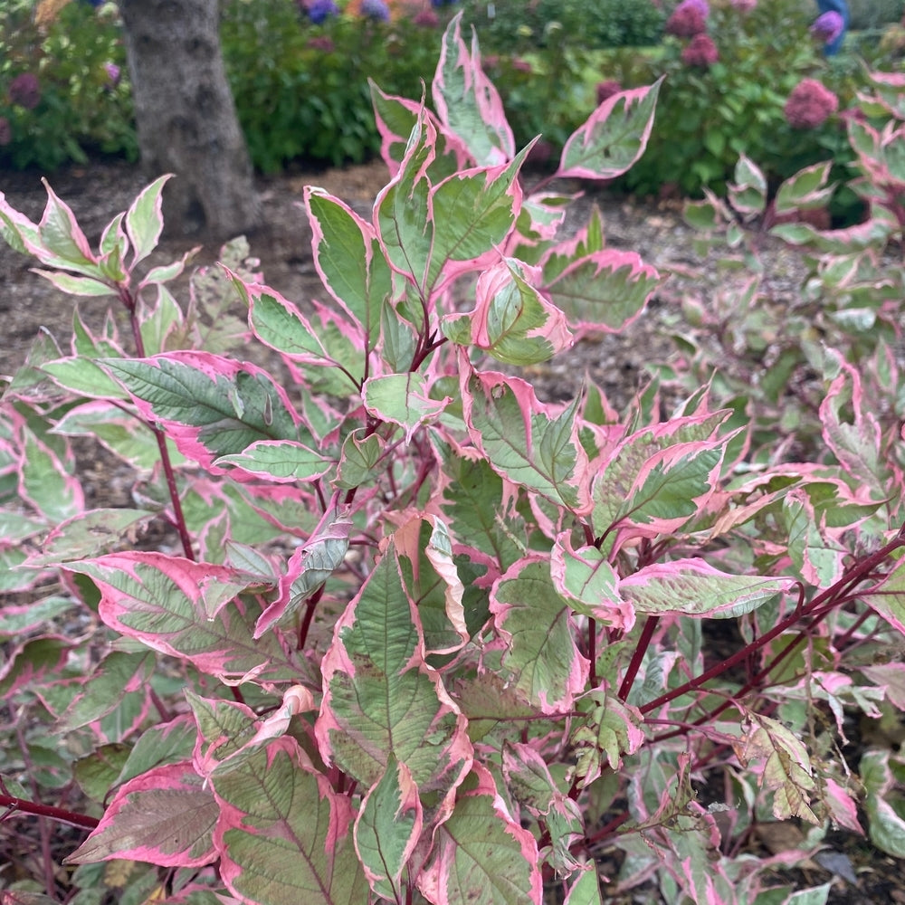 Sgt. Pepper™ Dogwood