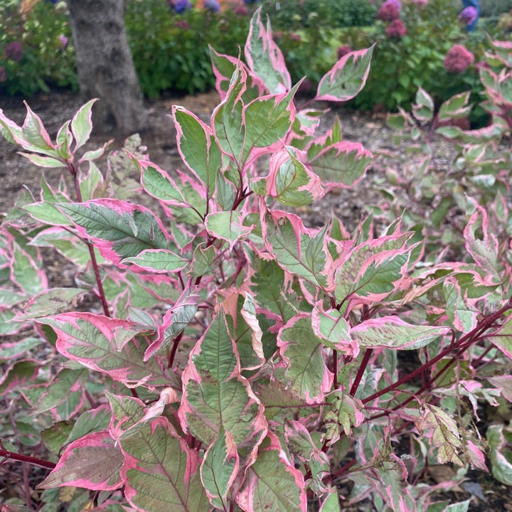 Sgt. Pepper™ Dogwood