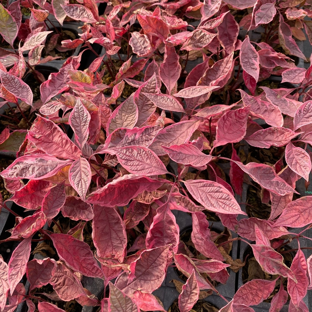 Sgt. Pepper™ Dogwood