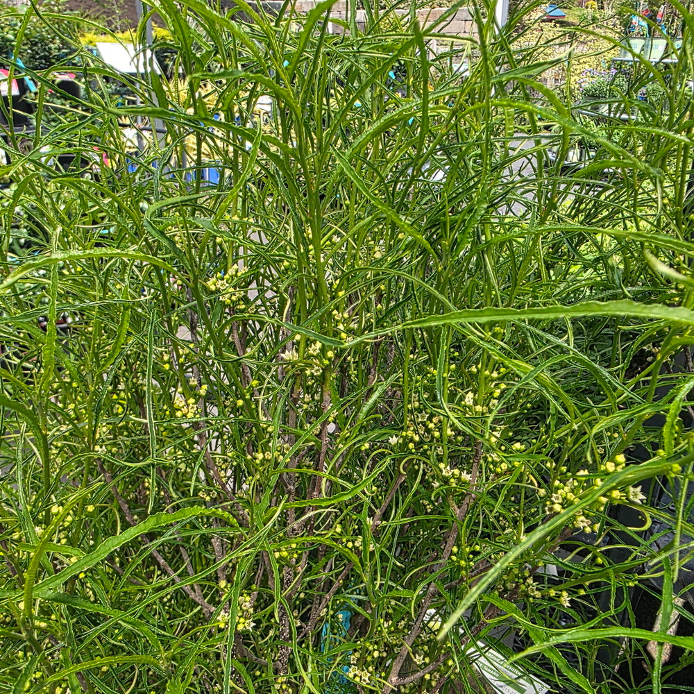 Fine Line® Buckthorn