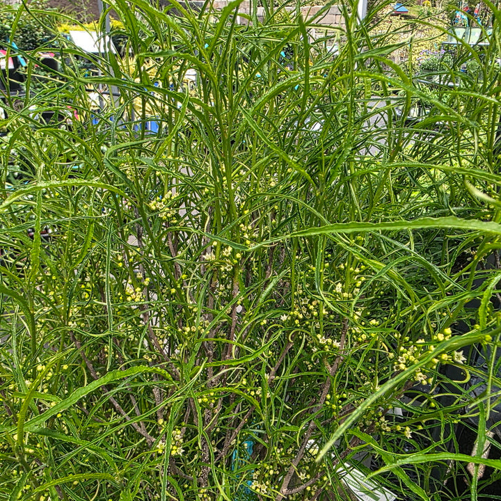 Fine Line® Buckthorn