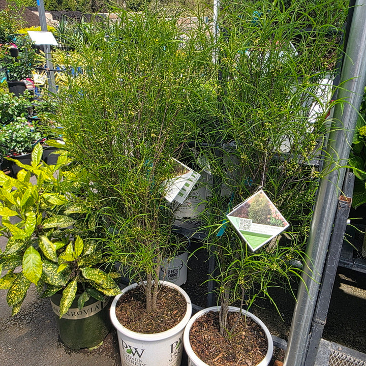 Fine Line® Buckthorn