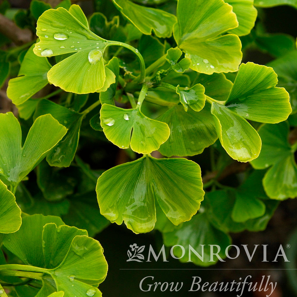 Jade Butterflies Maidenhair