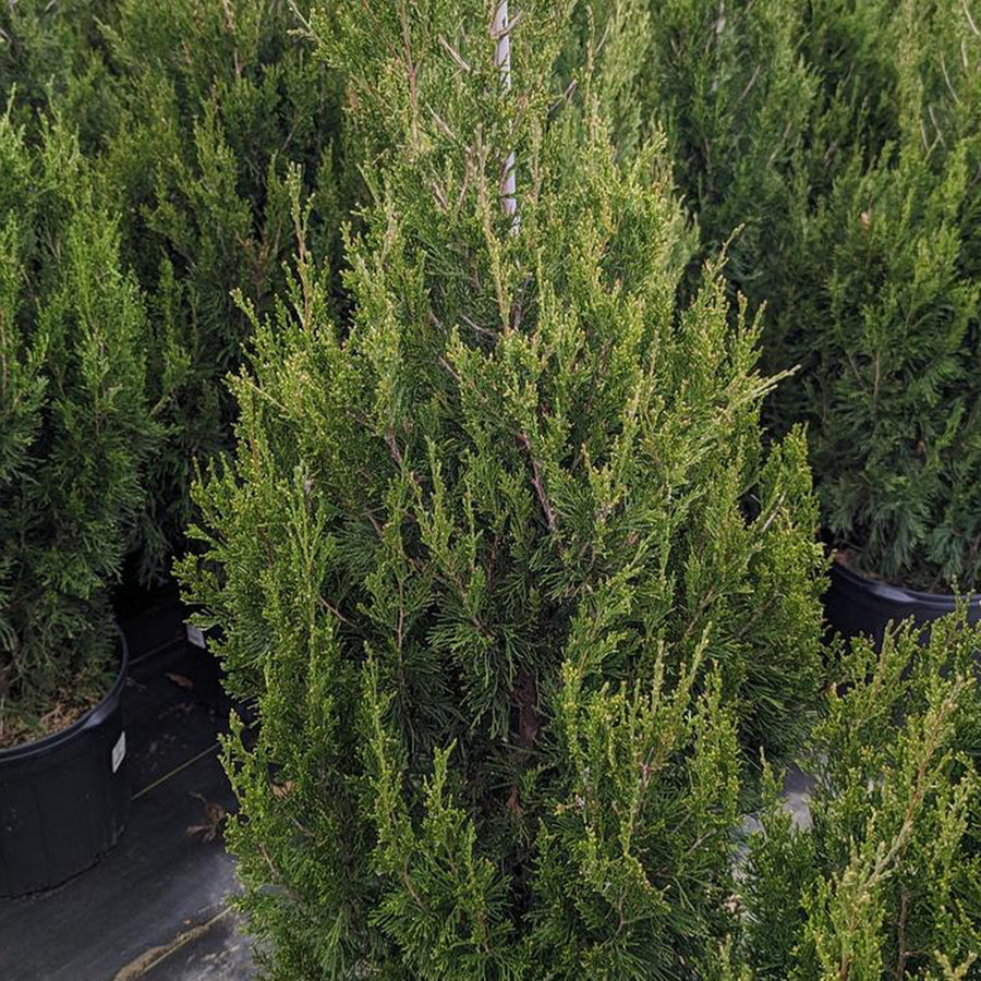 Spartan Juniper