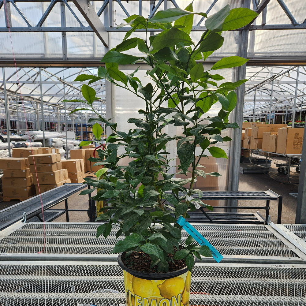 Harvey Lemon 3 Gallon Container, Bush