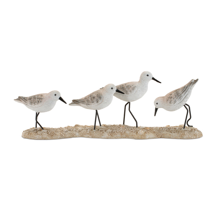 Sea Birds On Beach