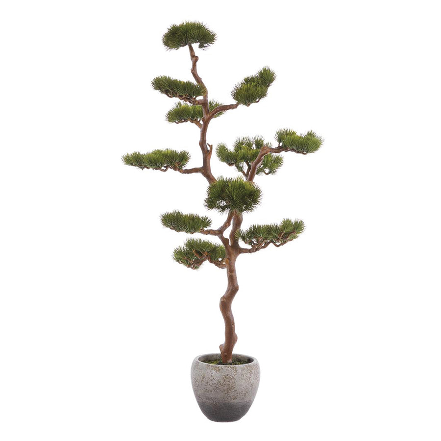 Black Pine Bonsai in Cement Pot