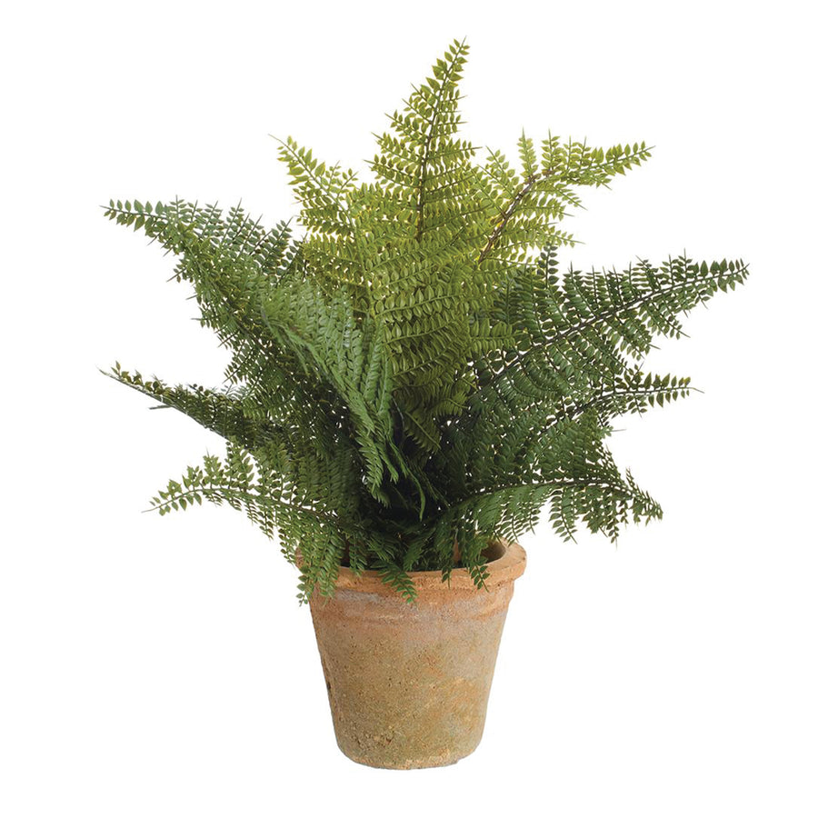 Double Leather Fern in Clay Pot