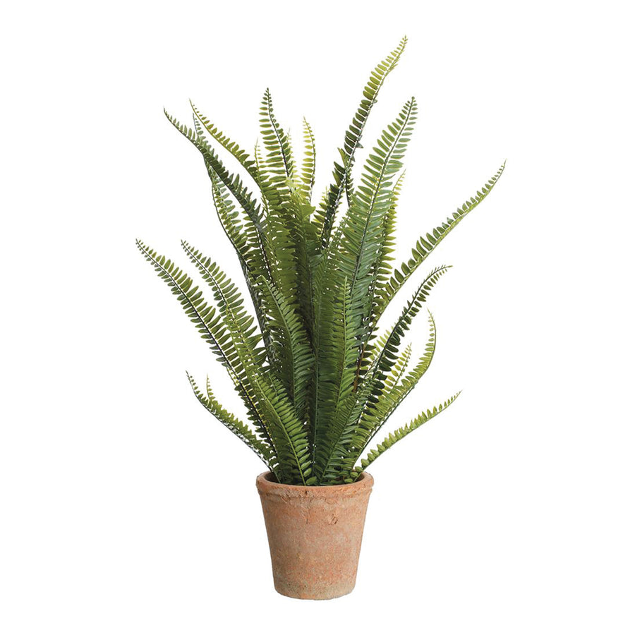 Boston Fern in Clay Pot