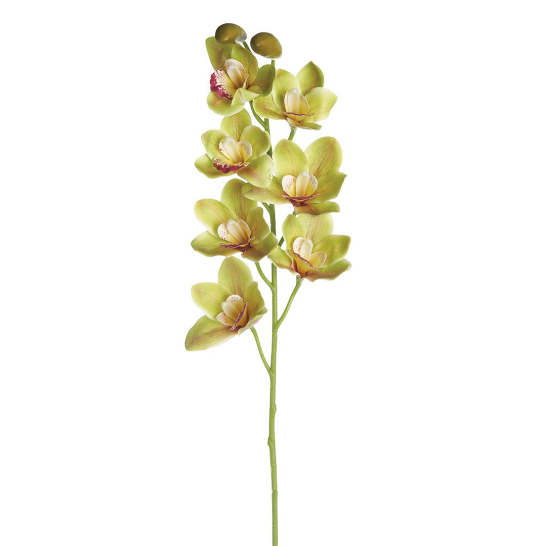 Cymbidium Orchid Spray