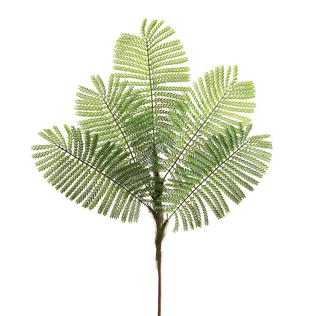 Delonix Regia Leaf Spray