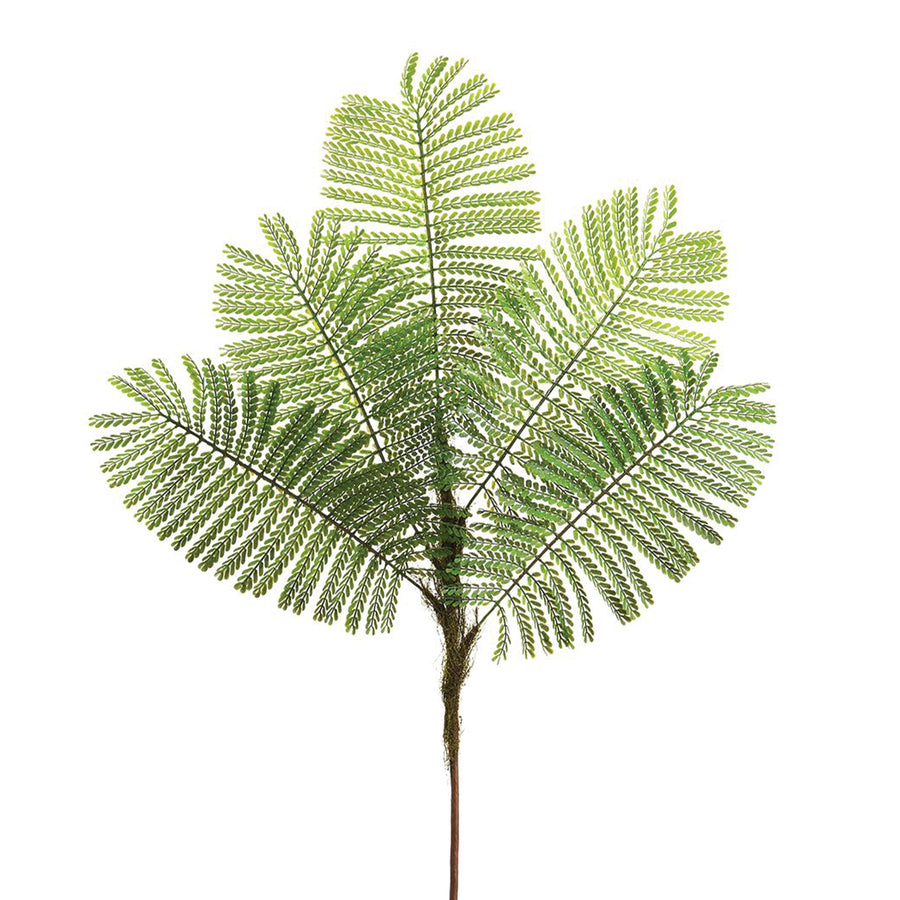 Delonix Regia Leaf Spray