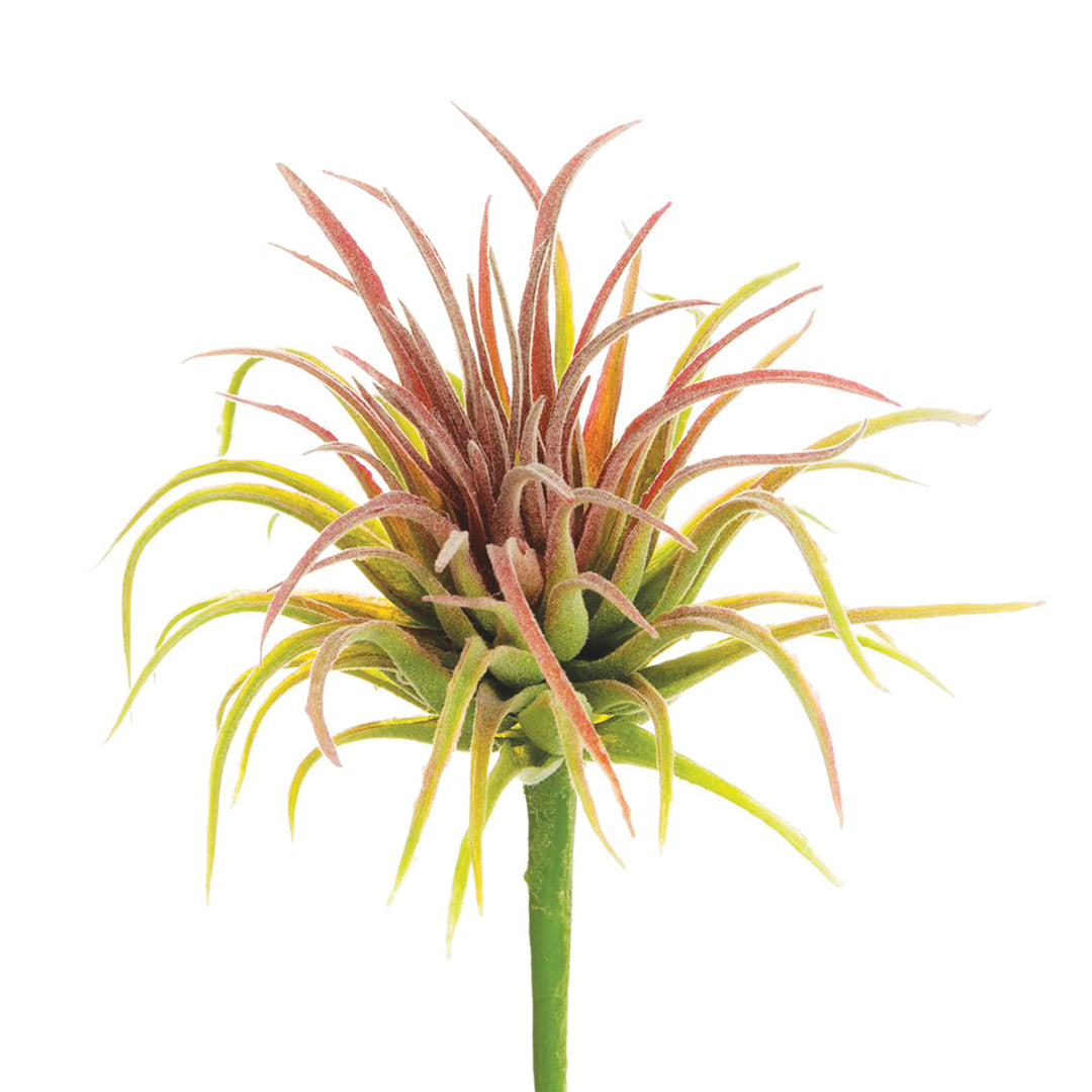 Tillandsia Pick 6 Inches