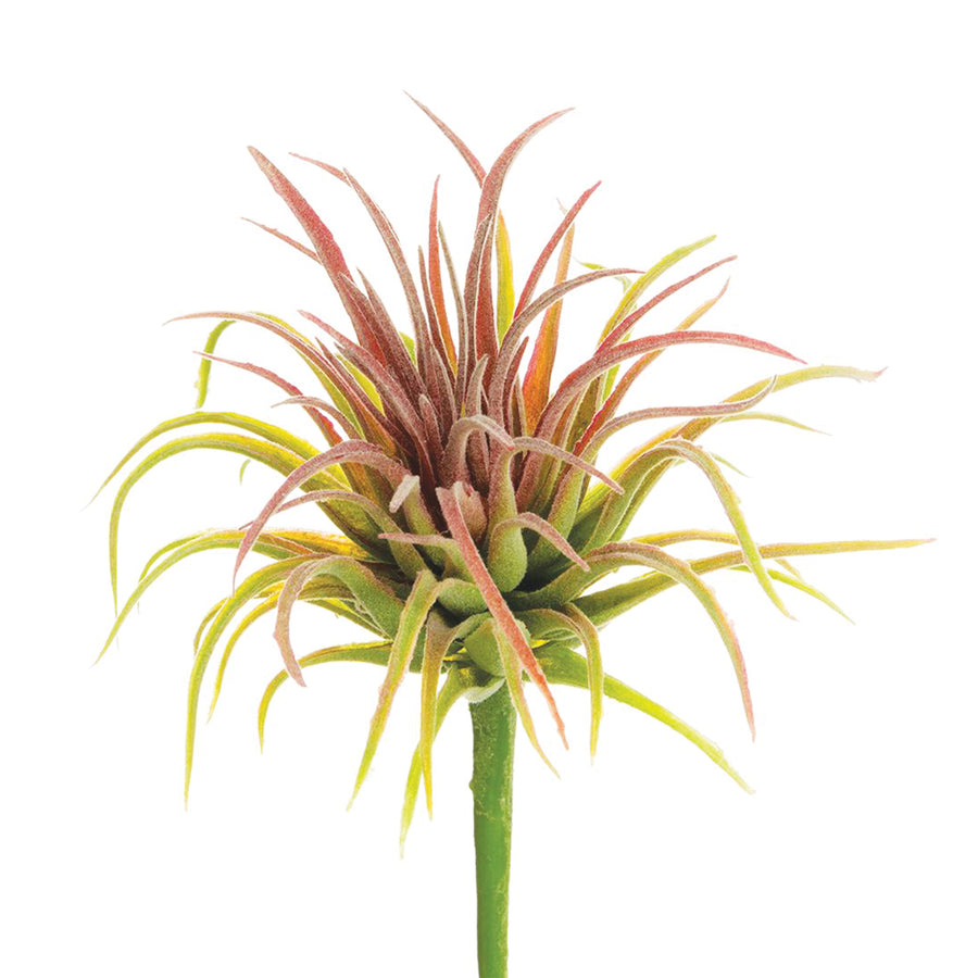 Tillandsia Pick 6 Inches