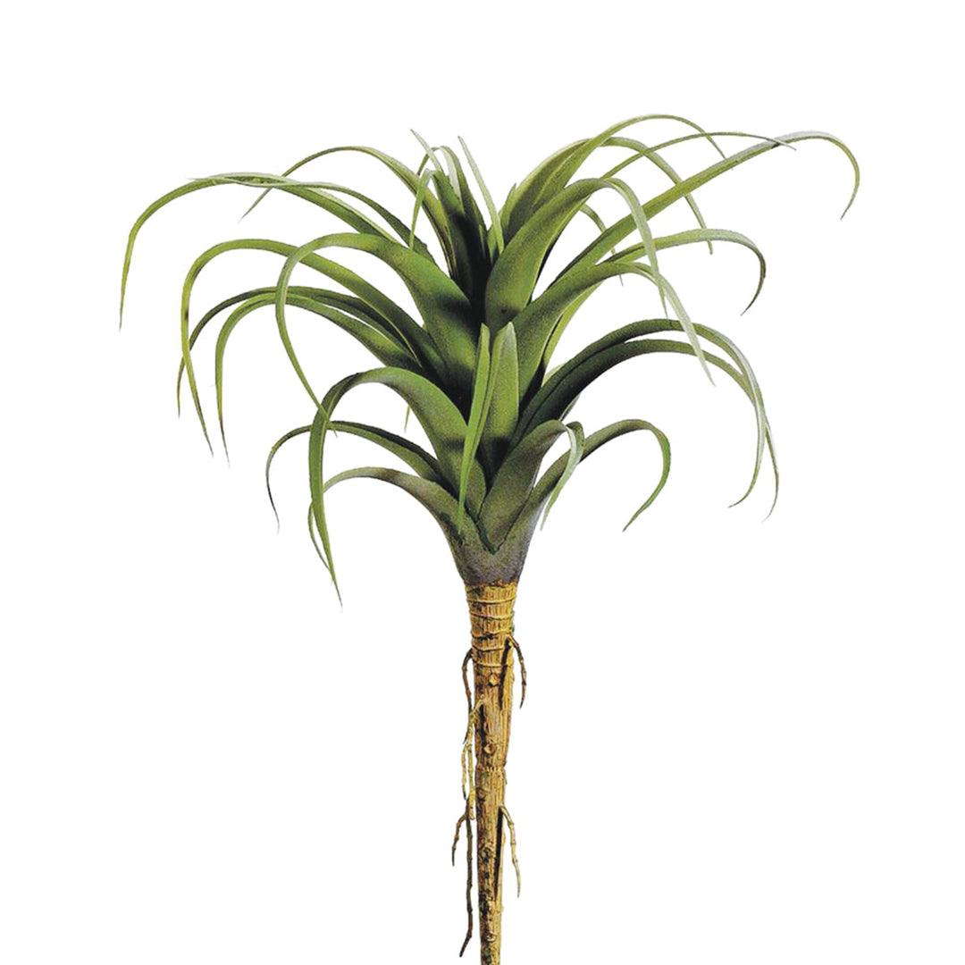 Tillandsia Pick 8.5 Inches