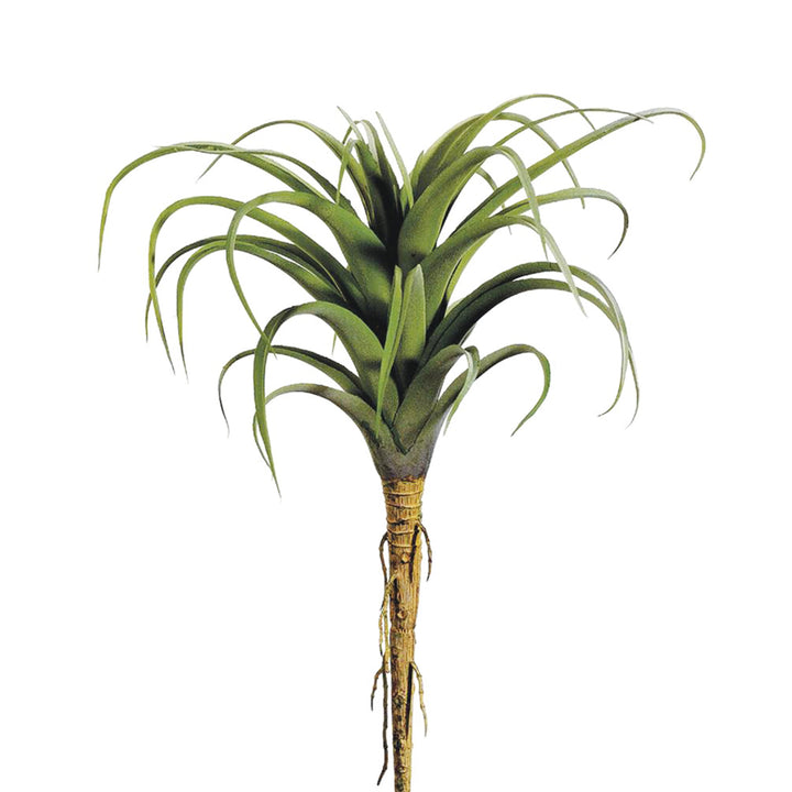 Tillandsia Pick 8.5 Inches