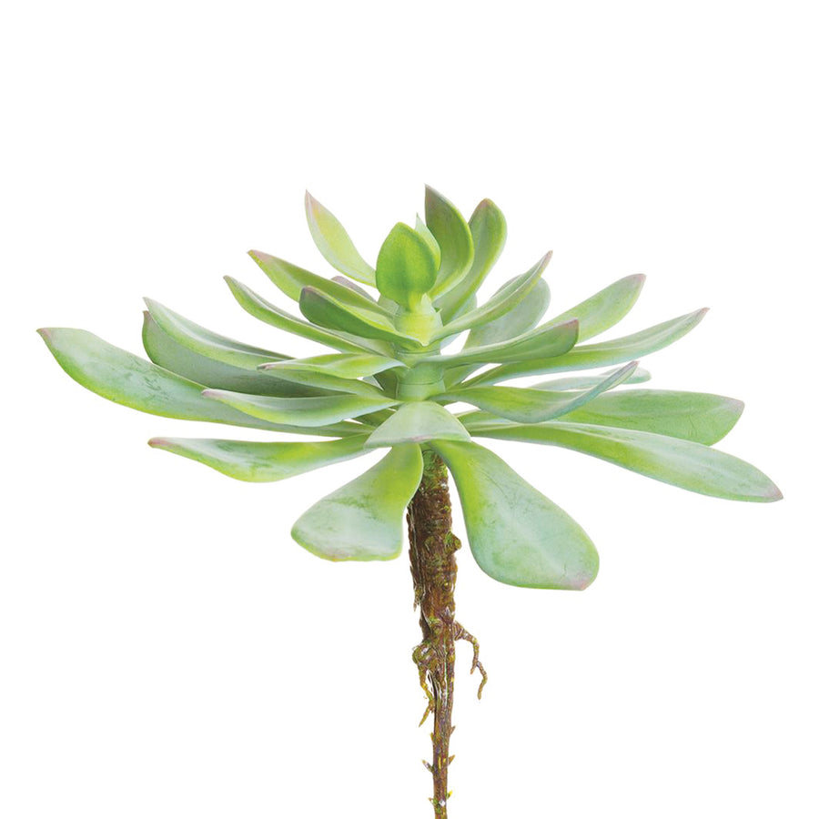Real Touch Aeonium Pick