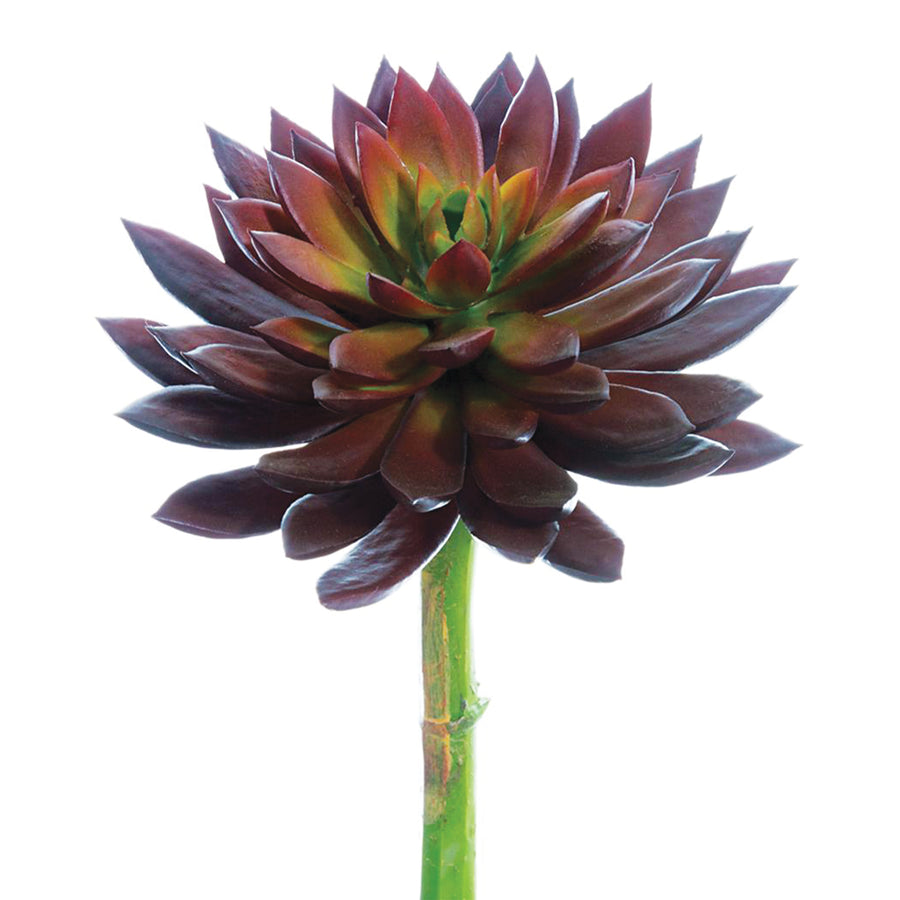 Burgundy Echeveria Pick