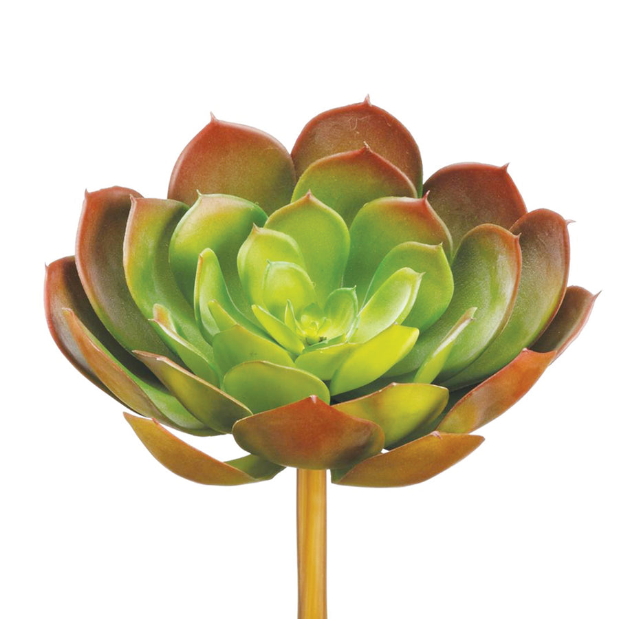 Real Touch Echeveria Pick Green & Burgundy