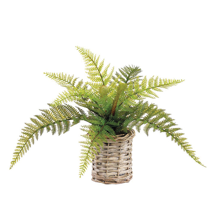 Leather Fern in Basket 11 Inches