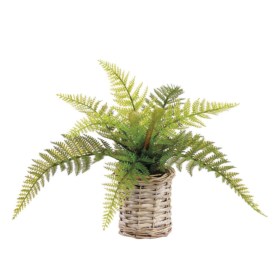 Leather Fern in Basket 11 Inches