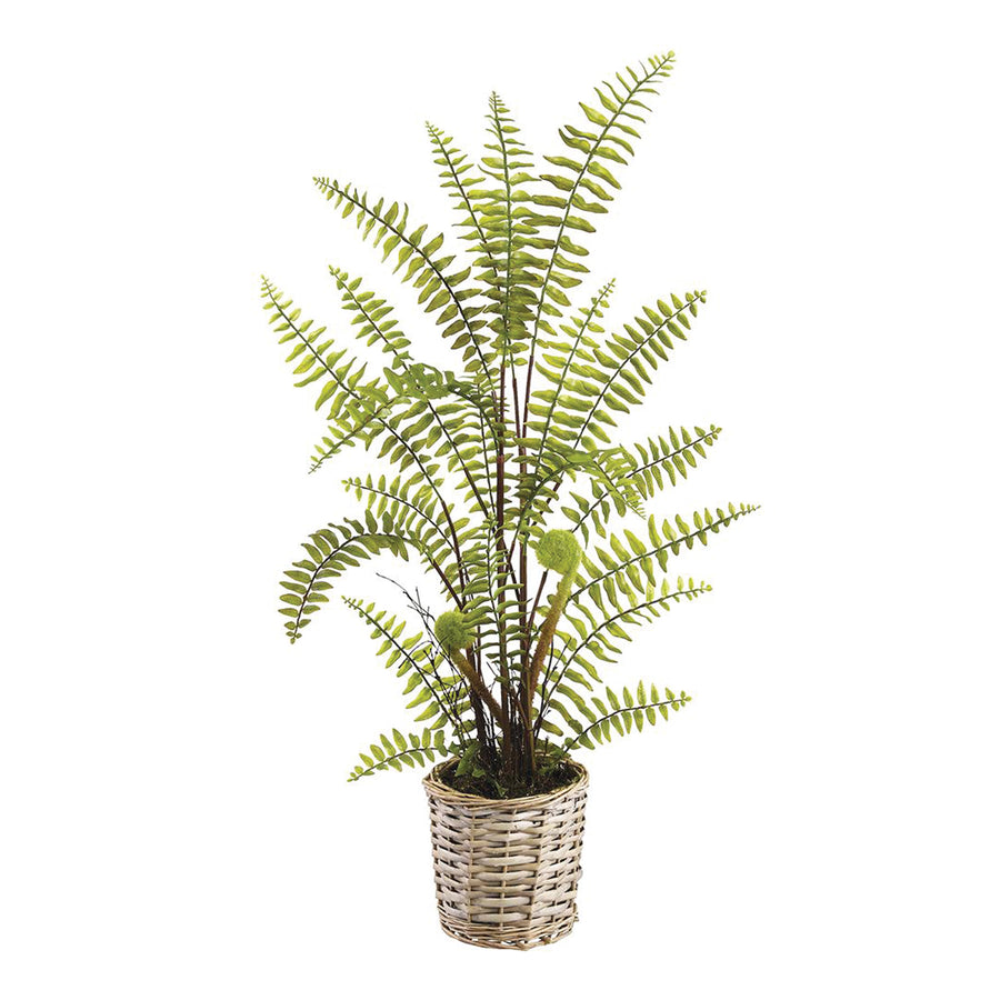 Boston Fern in Basket